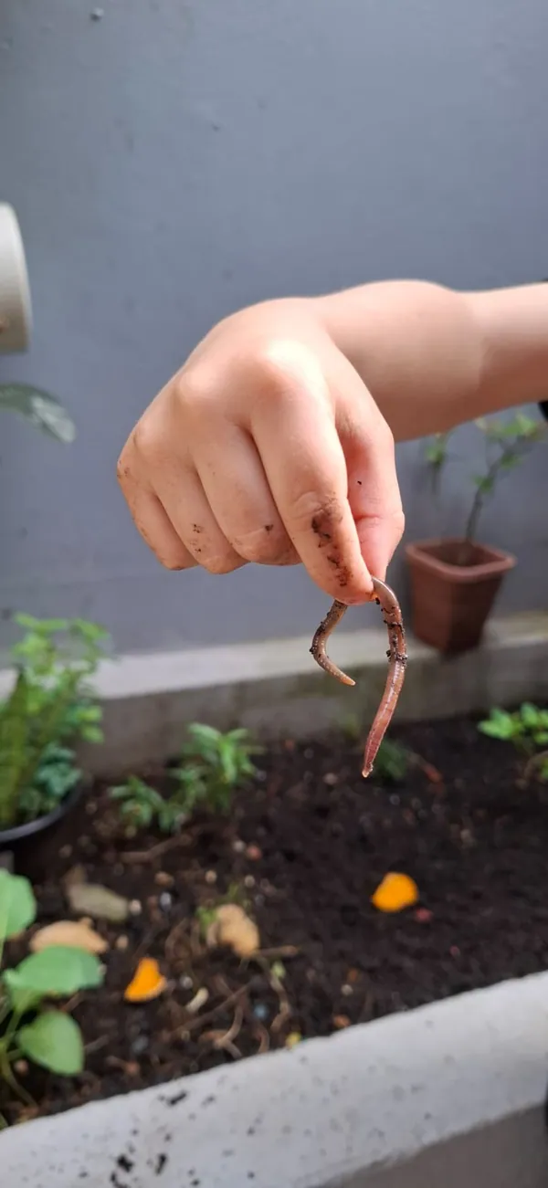 Criança segurando uma minhoca sobre o canteiro da horta da escola
